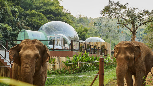 elephant en thailande