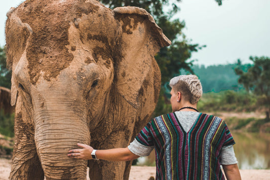 sanctuaire elephant en thailande