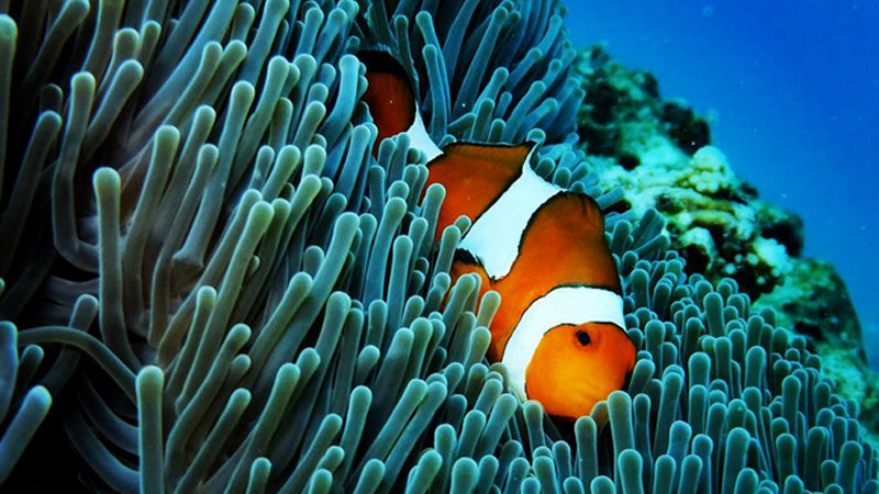 Excursion journée à Similan