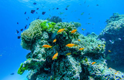 Excursion journée à Similan